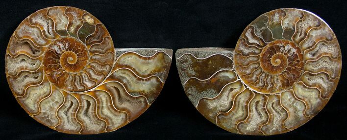 Cut and Polished Ammonite Pair #6188